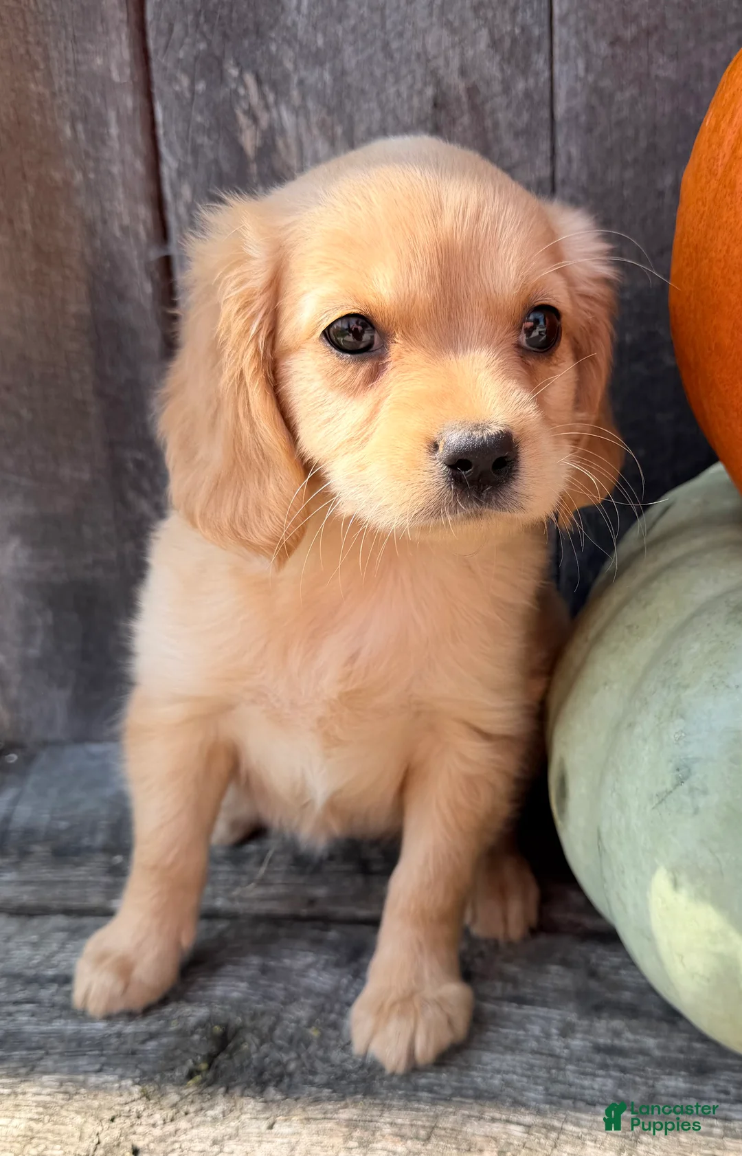 Miniature Golden Retriever dogs for sale: Willow Female Mini Golden Retriever - Ad 8