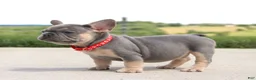 French Bulldog dogs for sale: Bentley - Ad 3