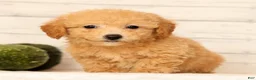 Bichpoo dogs for sale: Olive - Ad 6