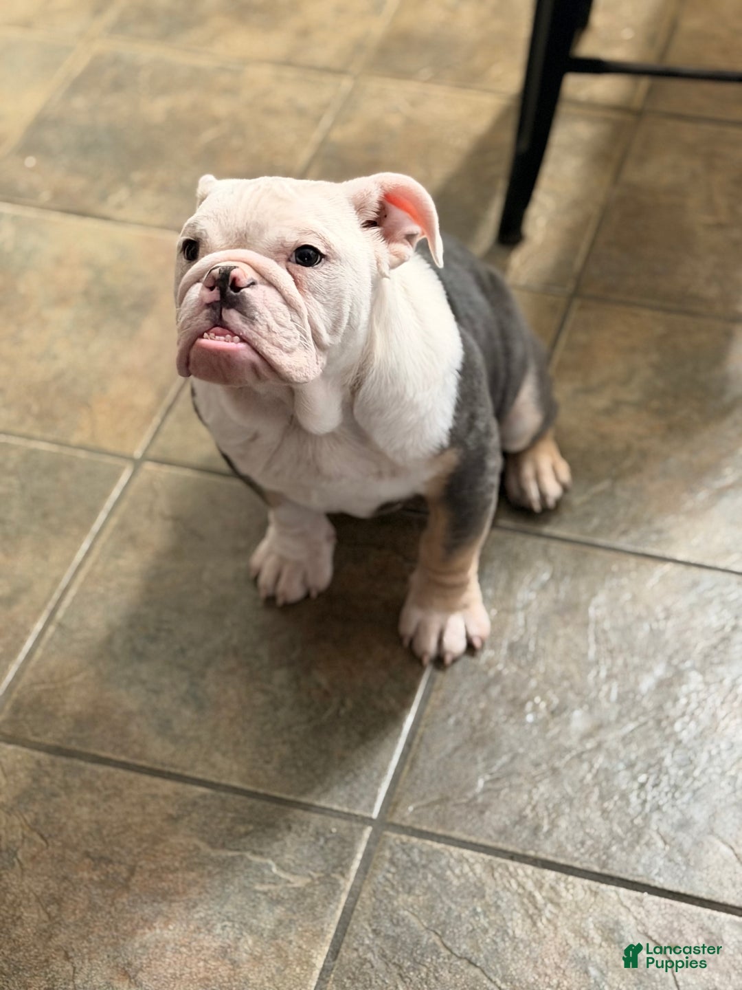 English Bulldog dogs for sale: Banksy - Ad 9
