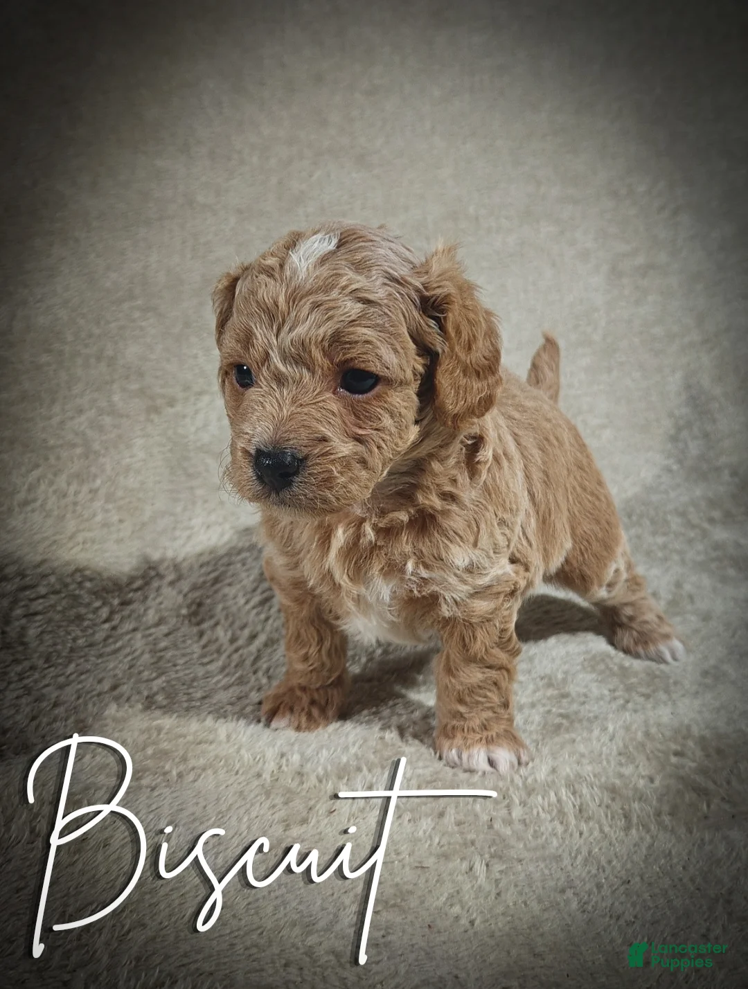 Cavapoo dogs for sale: Biscuit (Micro Cavapoo - Ad 2