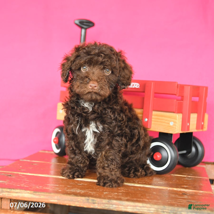 Toy Poodle dogs Archie - Ad 2