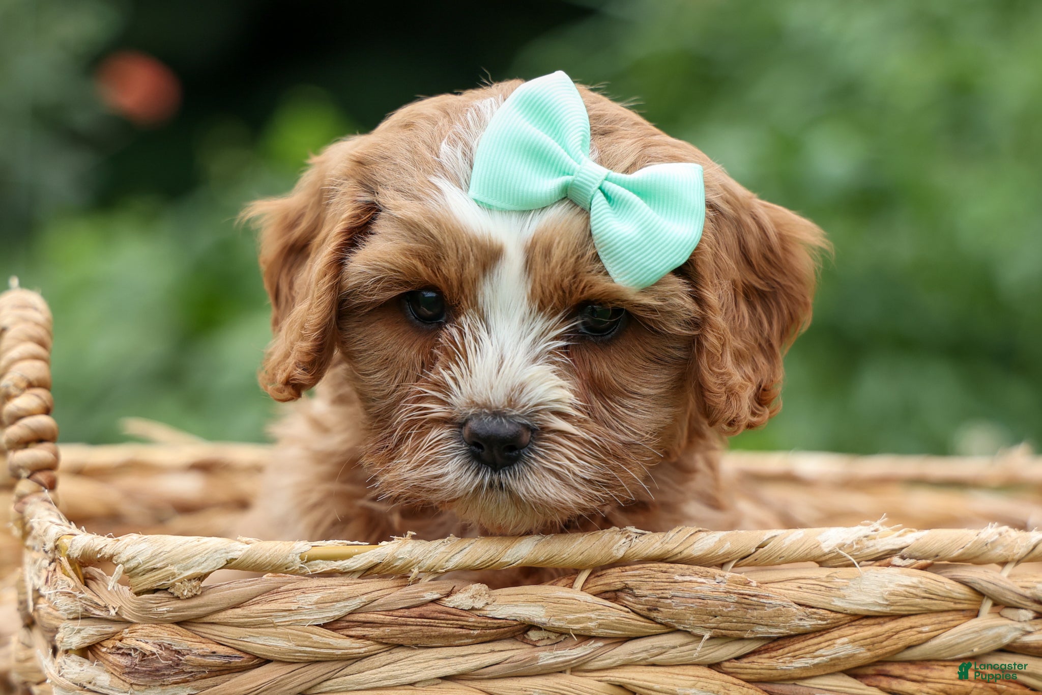 Cavapoo dogs Violet 💗 - Ad 1