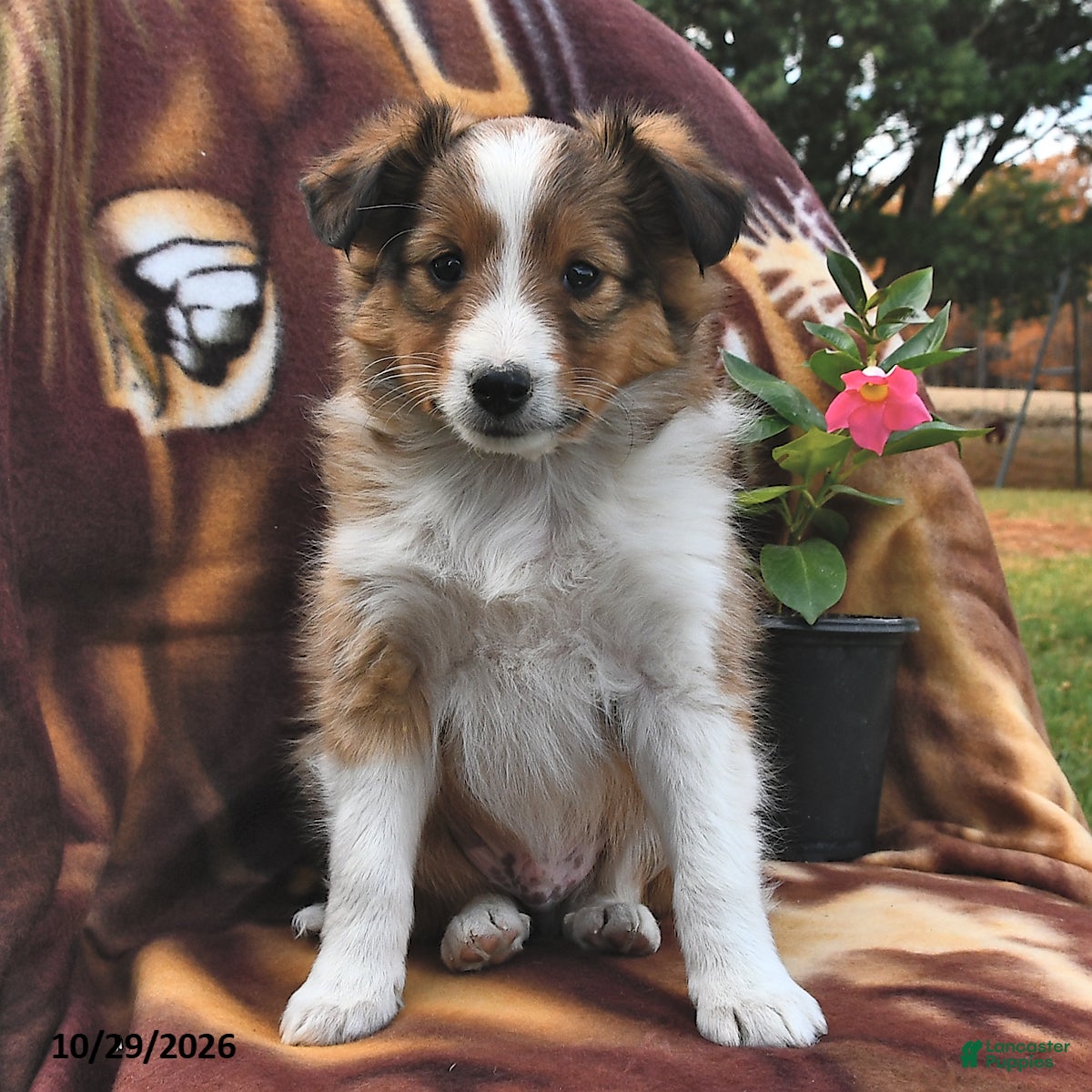 Shetland Sheepdog dogs for sale: River  - Ad 1