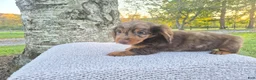 Miniature Dachshund dogs for sale: Remy  - Ad 11