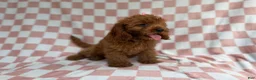 Cavapoo dogs for sale: Reba - Ad 4