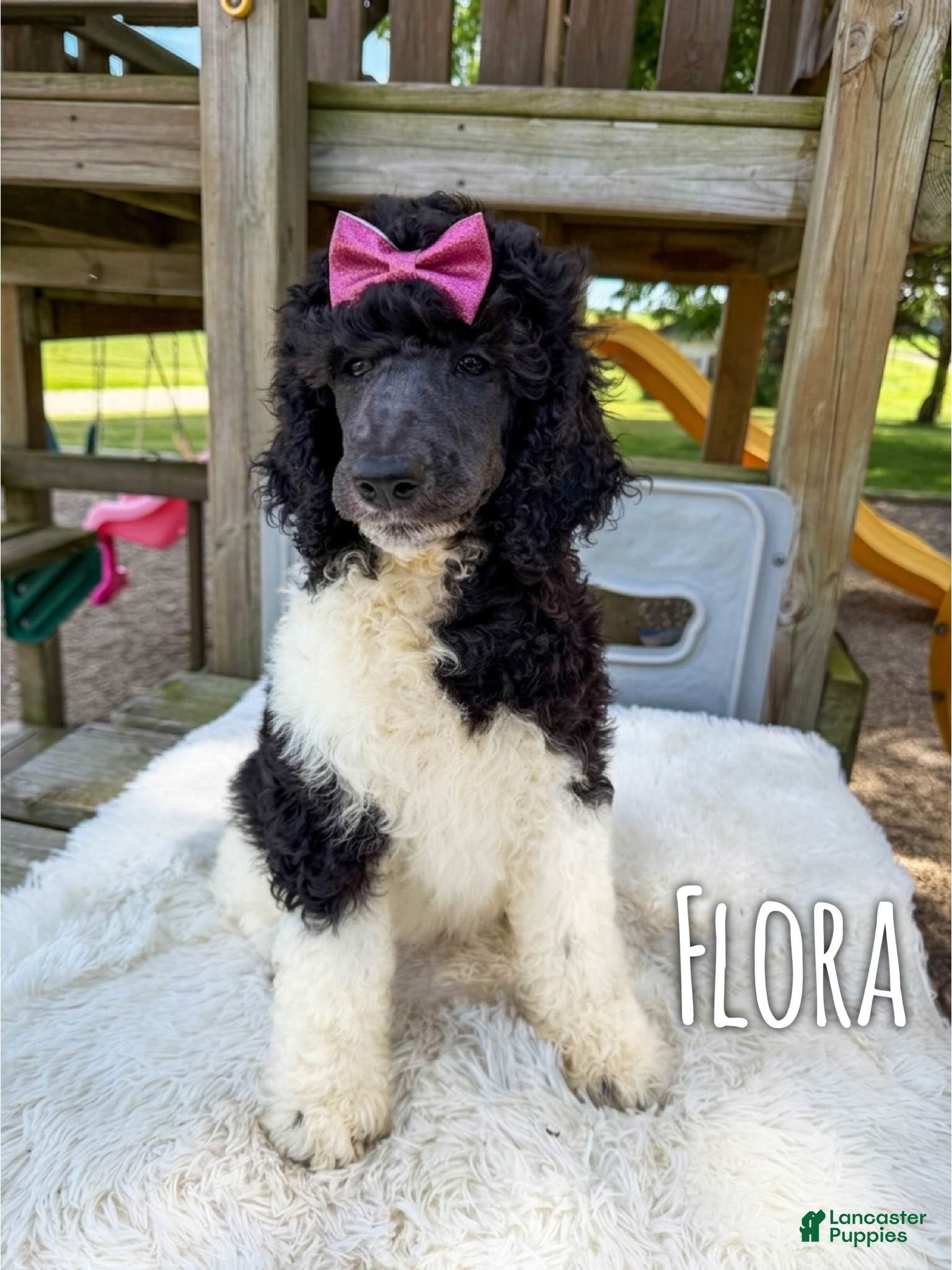 Standard Poodle dogs Flora - AKC Tri Parti - Ad 25