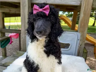 Standard Poodle dogs Flora - AKC Tri Parti - Ad 25