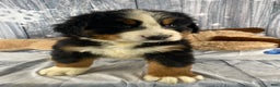 Bernese Mountain Dog dogs for sale: Cash - Ad 7