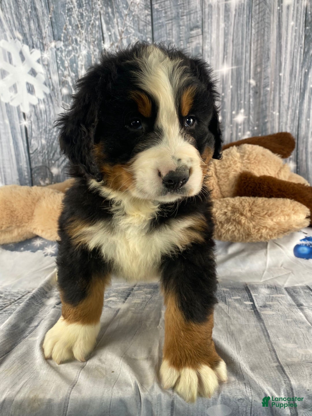 Bernese Mountain Dog dogs for sale: Cash - Ad 7