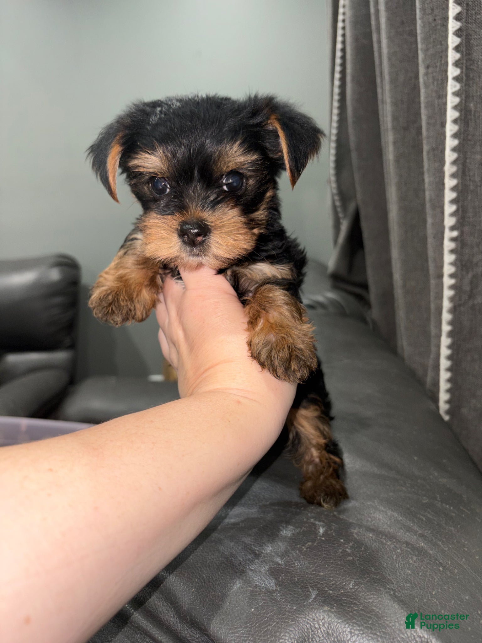 Yorkshire Terrier dogs for sale: Yorkshire Terrier Puppy 1 - Ad 1