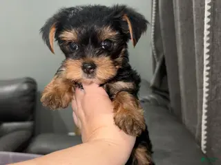 Yorkshire Terrier dogs for sale: Yorkshire Terrier Puppy 1 - Ad 1