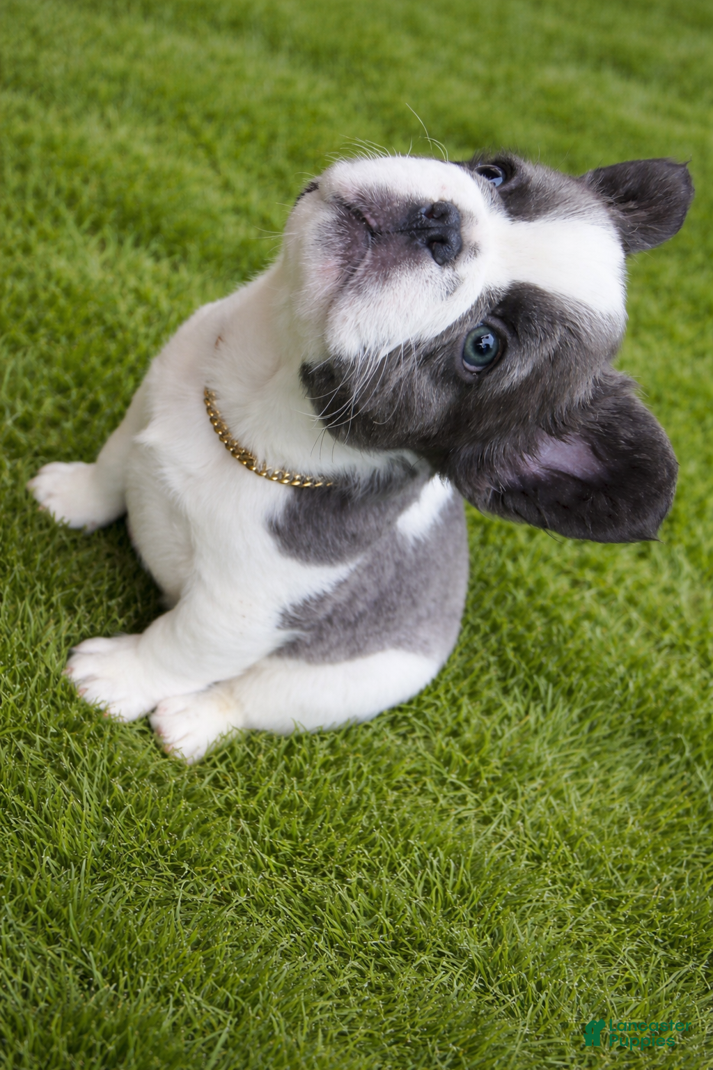 French Bulldog dogs for sale: April - Ad 4