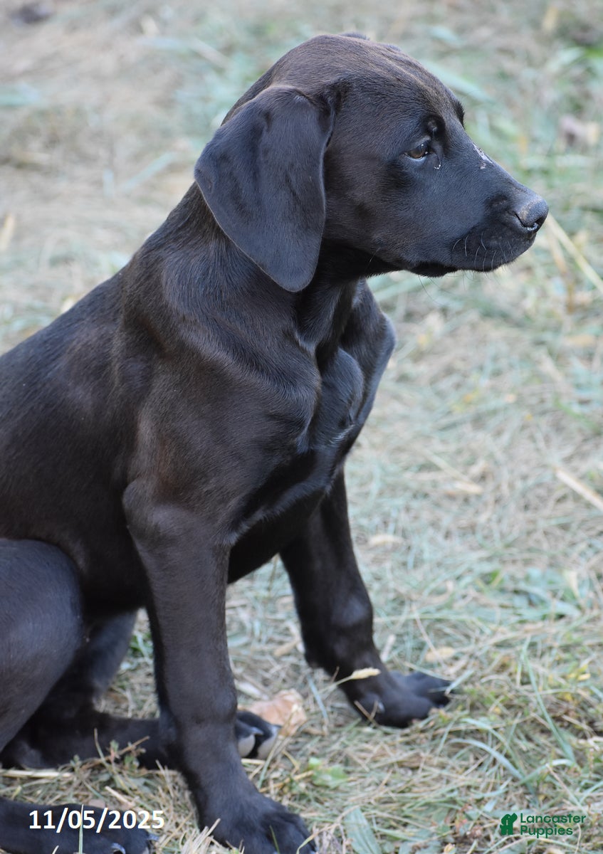 Mixed Breed dogs Pickles - Ad 1