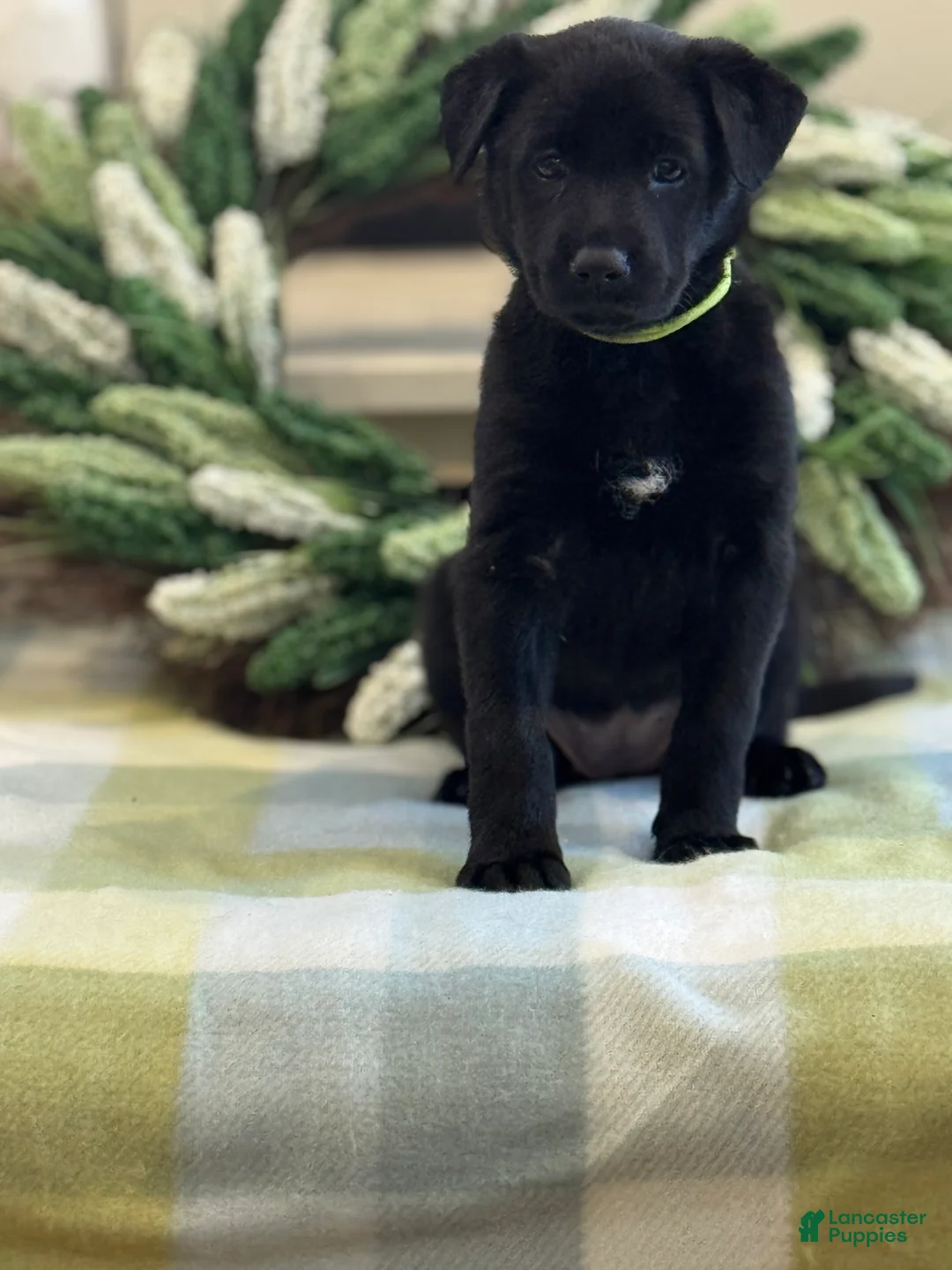 Mixed Breed dogs for sale: Firefly's Respite - Ad 1