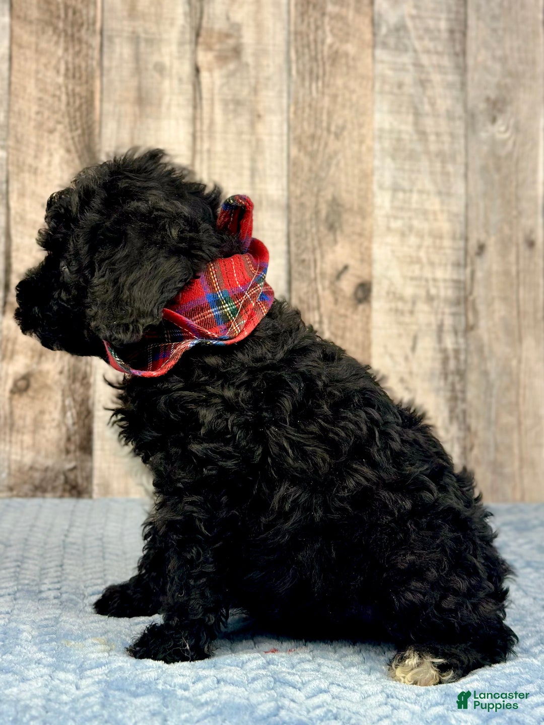 Mini Bernedoodle dogs for sale: Boy Rusty - 5144 - Ad 2