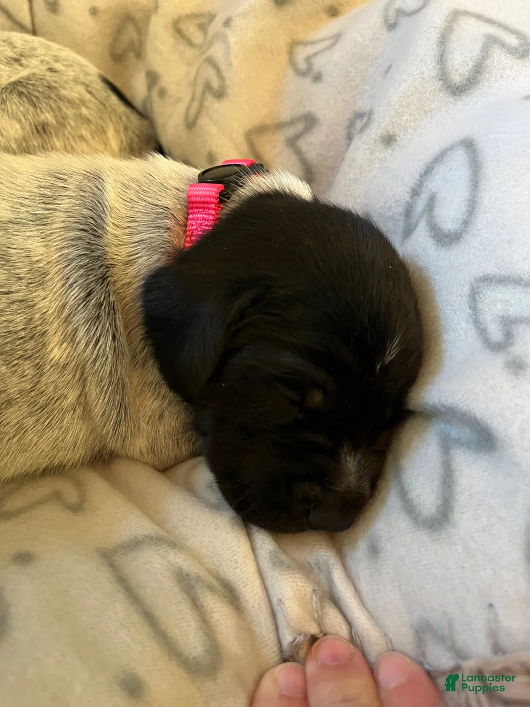 German Shorthaired Pointer dogs for sale: German Shorthaired Pointer Puppy 3 - Ad 2