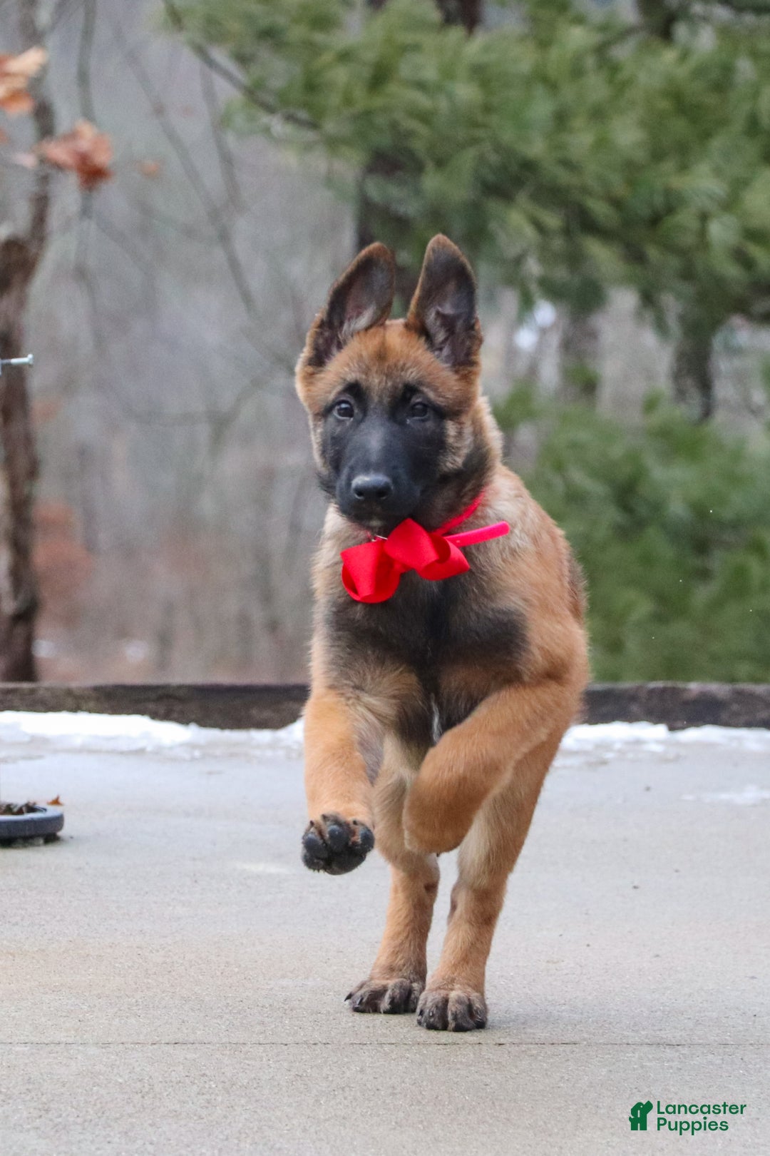 Belgian Malinois dogs for sale: Angel - Ad 14
