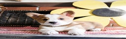 Welsh Corgi Pembroke dogs for sale: Diggy - Ad 4