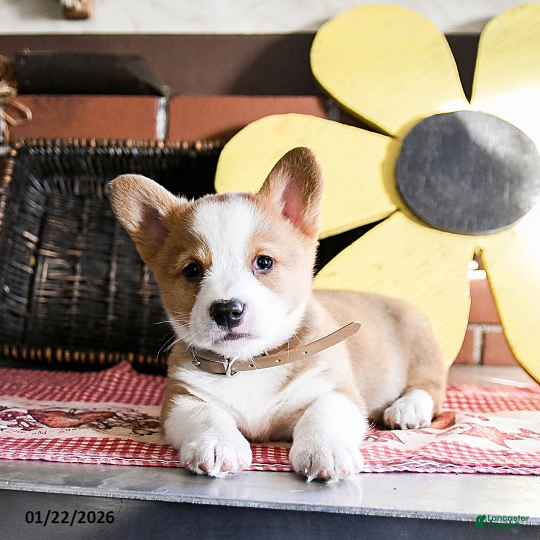 Welsh Corgi Pembroke dogs for sale: Diggy - Ad 4