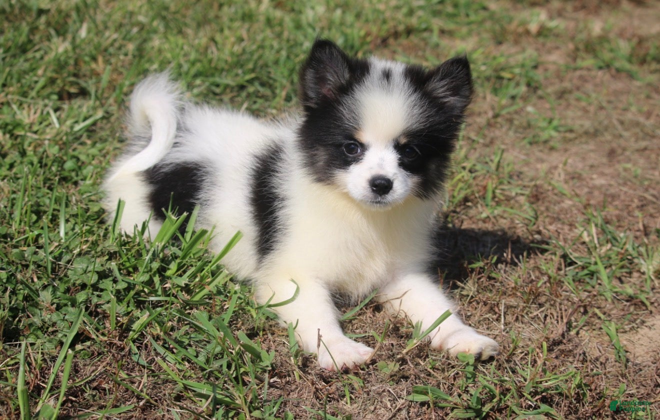 Pomsky dogs Minnie - Ad 2