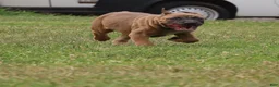 Cane Corso dogs for sale: Andromeda  - Ad 11