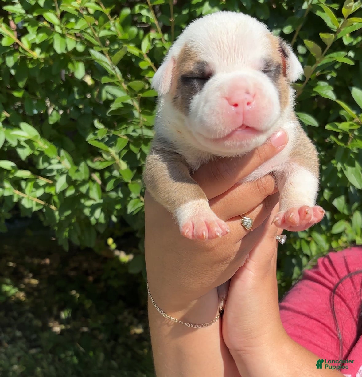 American Bully dogs American Bully Puppy 1 - Ad 5
