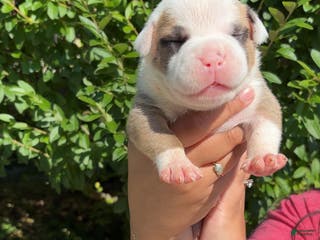 American Bully dogs American Bully Puppy 1 - Ad 11