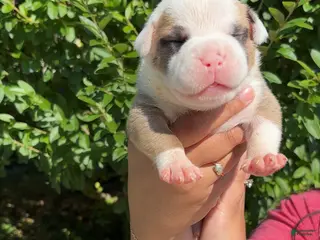 American Bully dogs American Bully Puppy 1 - Ad 20