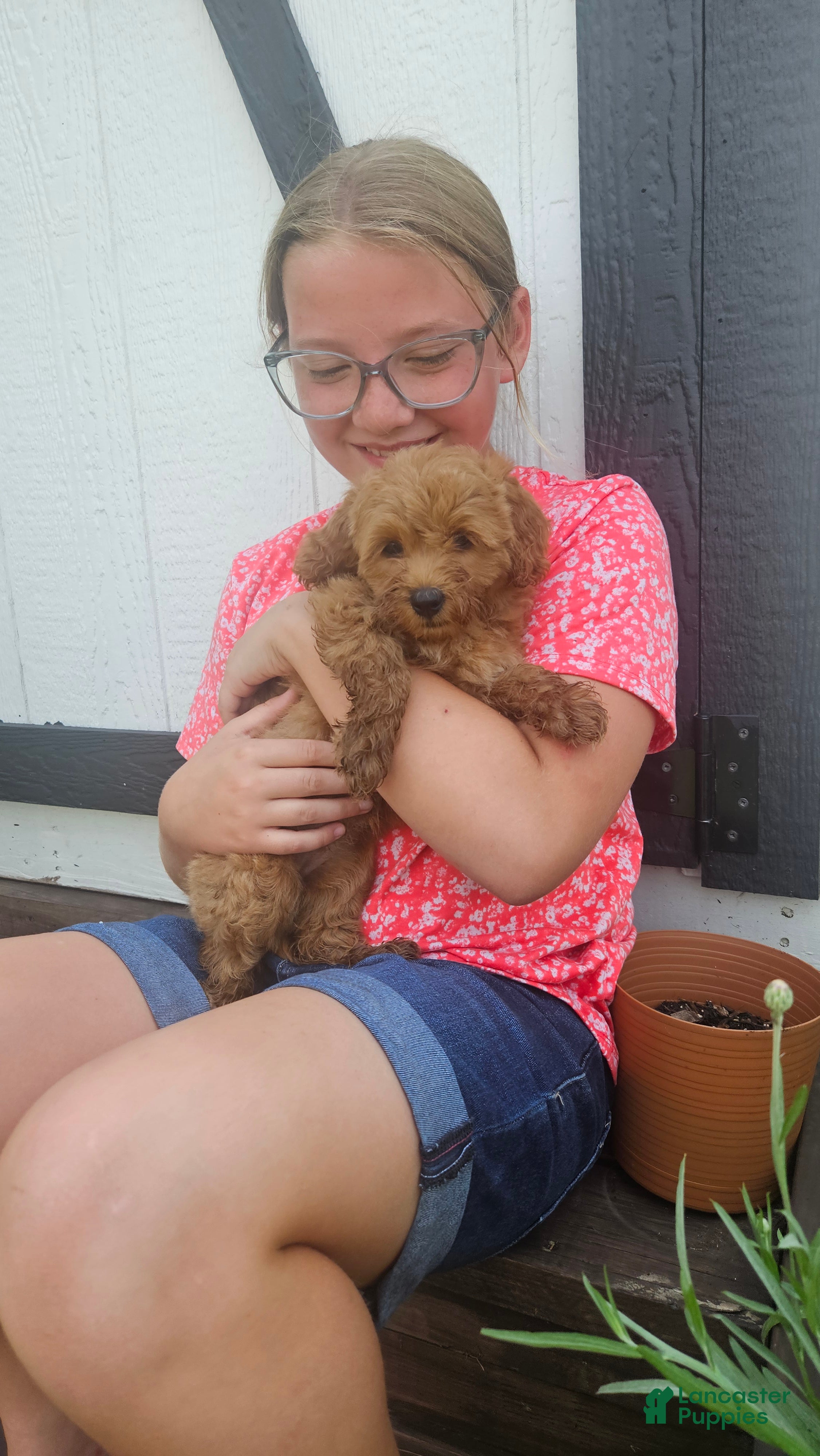 Mini Goldendoodle dogs Willow  - Ad 1