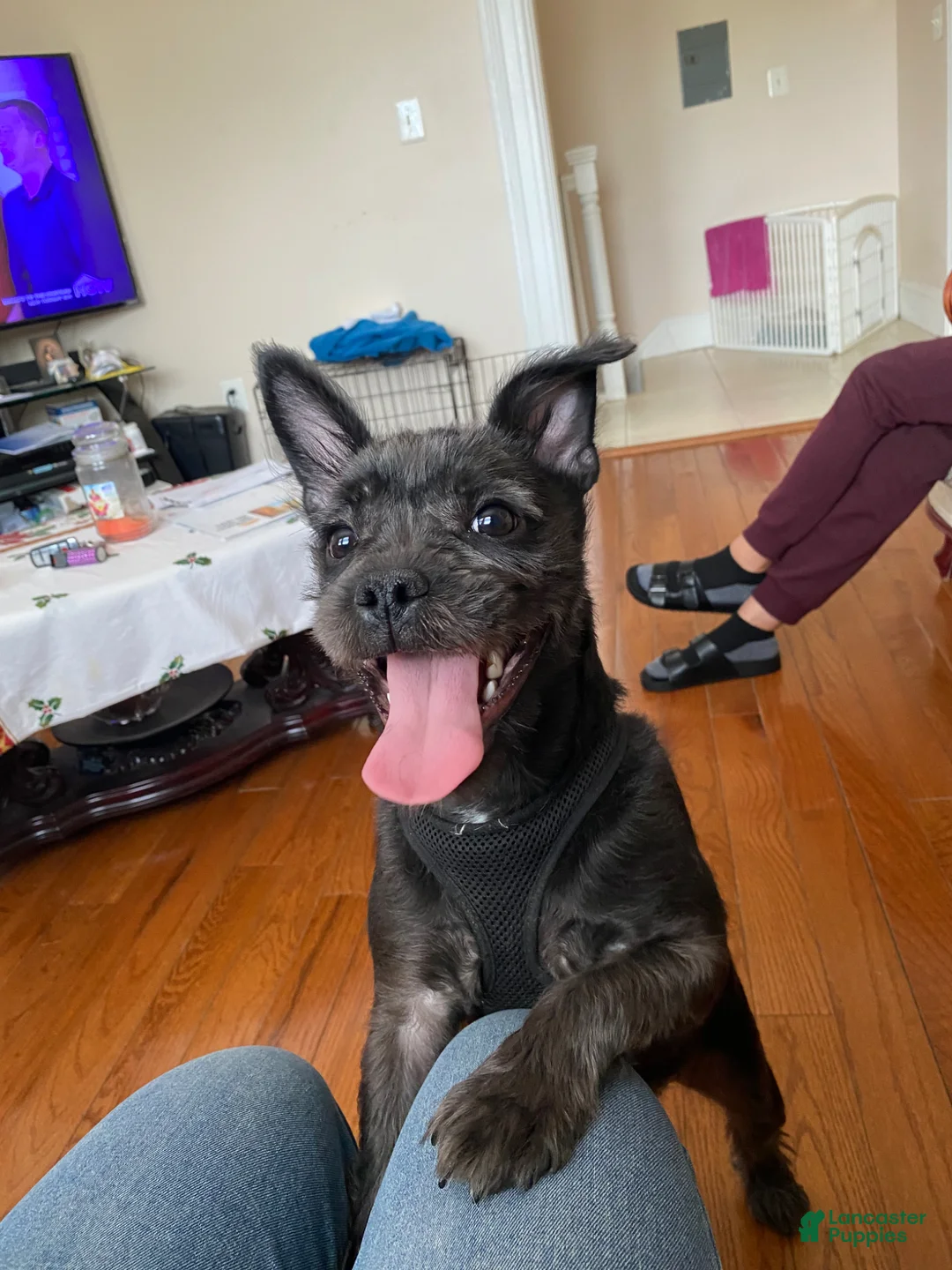 Mixed Breed dogs for sale: Mixed Breed Puppy 1 - Ad 2