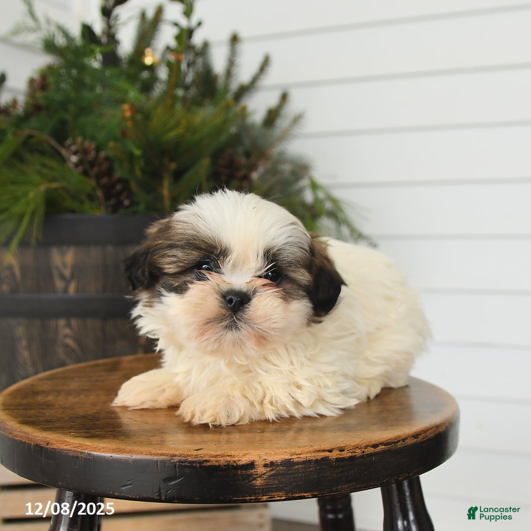 Shih Tzu dogs for sale: Monty - Ad 2