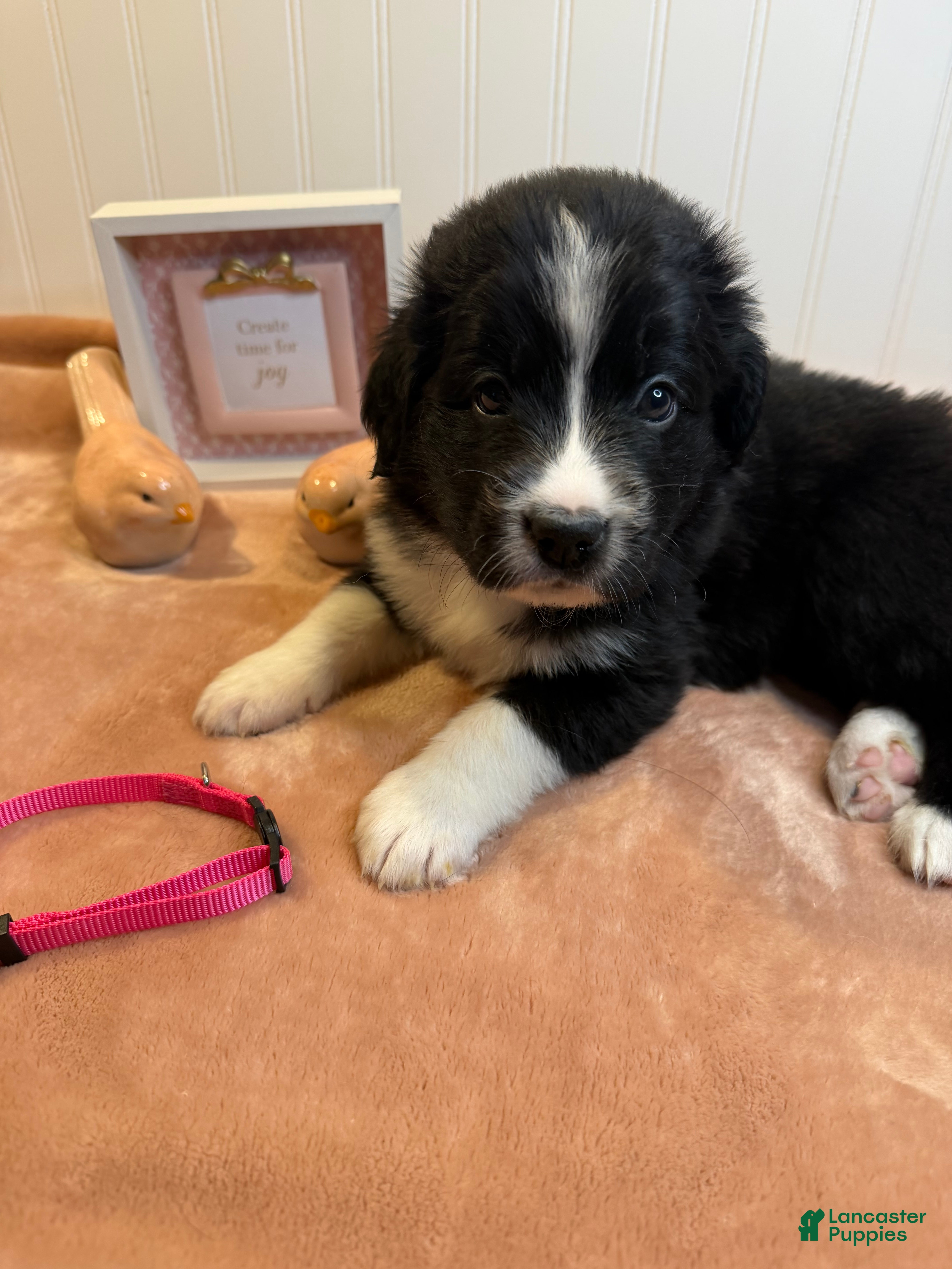 Mixed Breed dogs Mixed Breed Puppy 8 - Ad 11