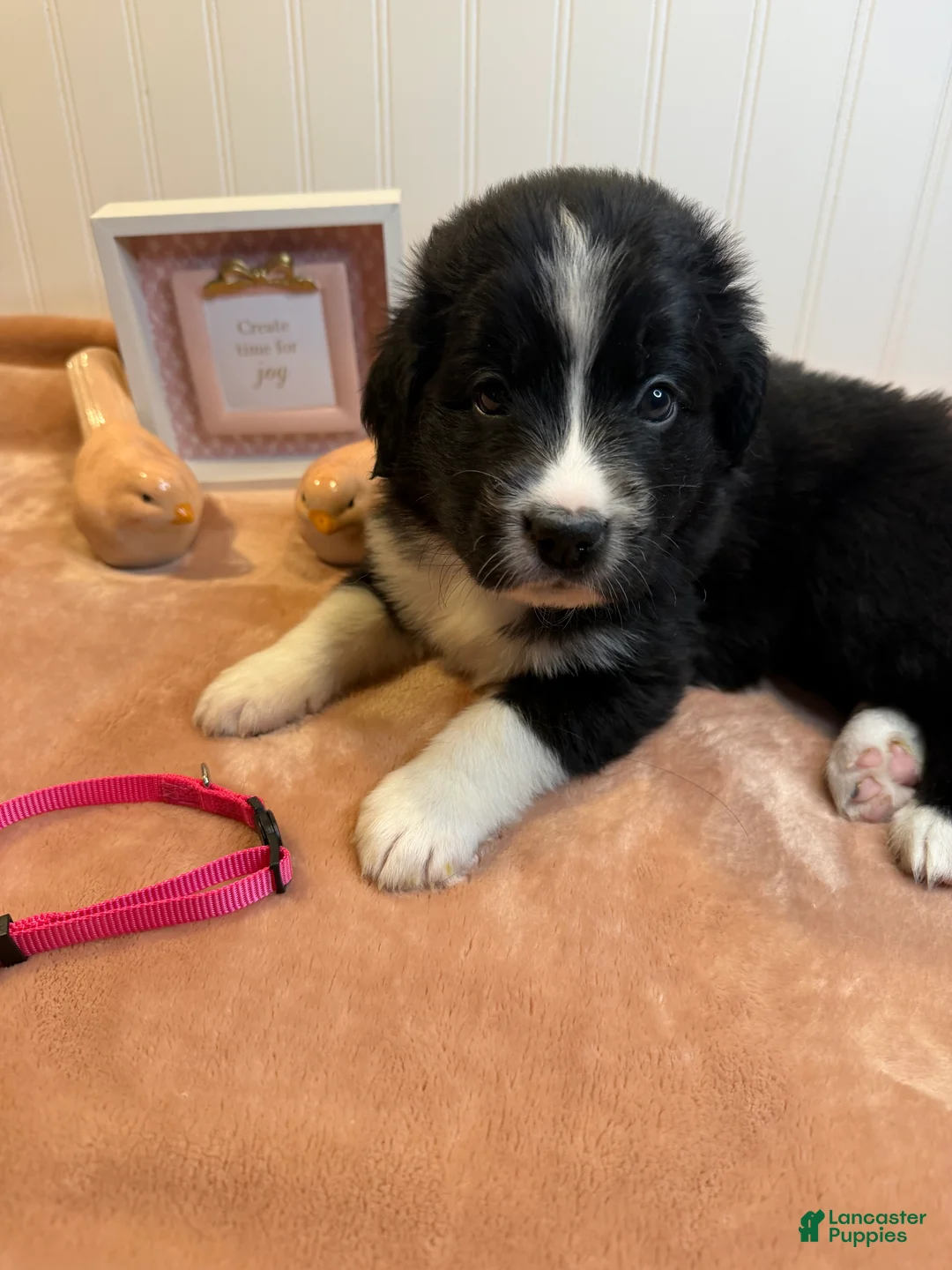 Mixed Breed dogs for sale: Mixed Breed Puppy 8 - Ad 1