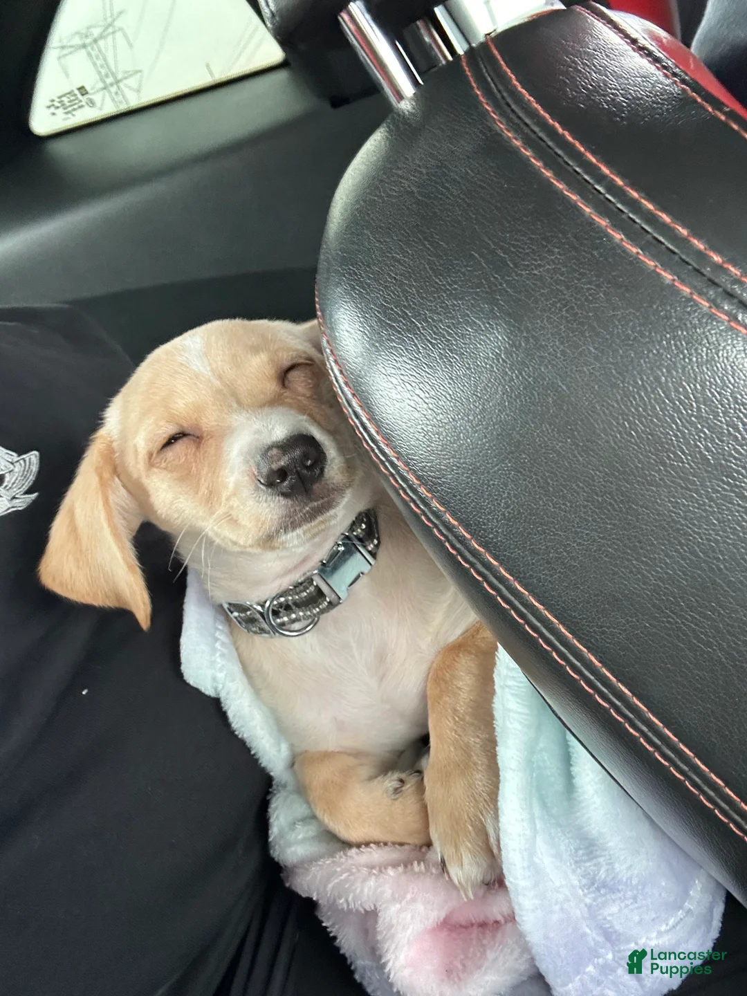 Mixed Breed dogs for sale: Mixed Breed Puppy 1 - Ad 2