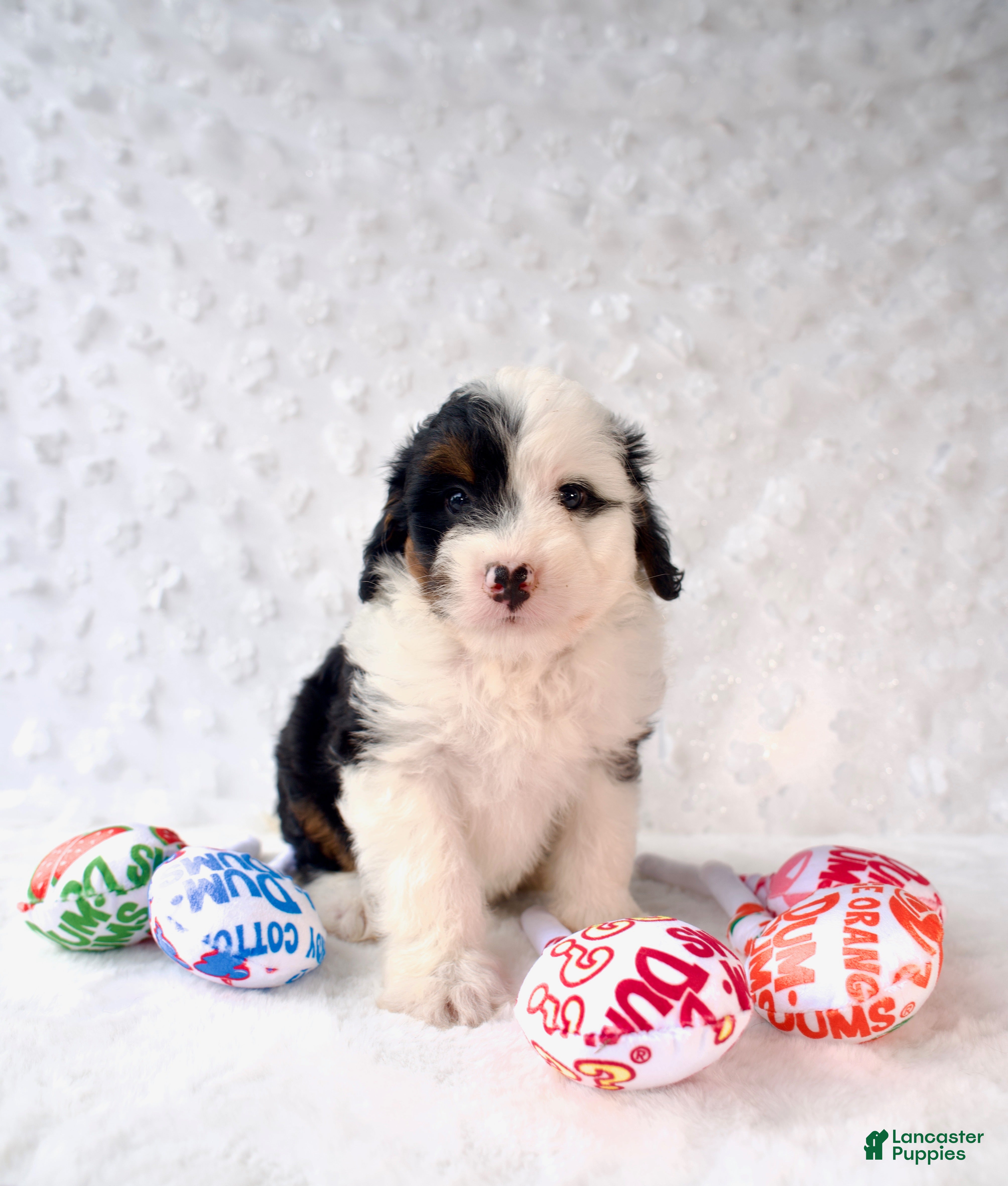Mini Bernedoodle dogs Ms. Cruella de Vil - Ad 1