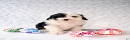 Mini Bernedoodle dogs for sale: Ms. Cruella de Vil - Ad 1