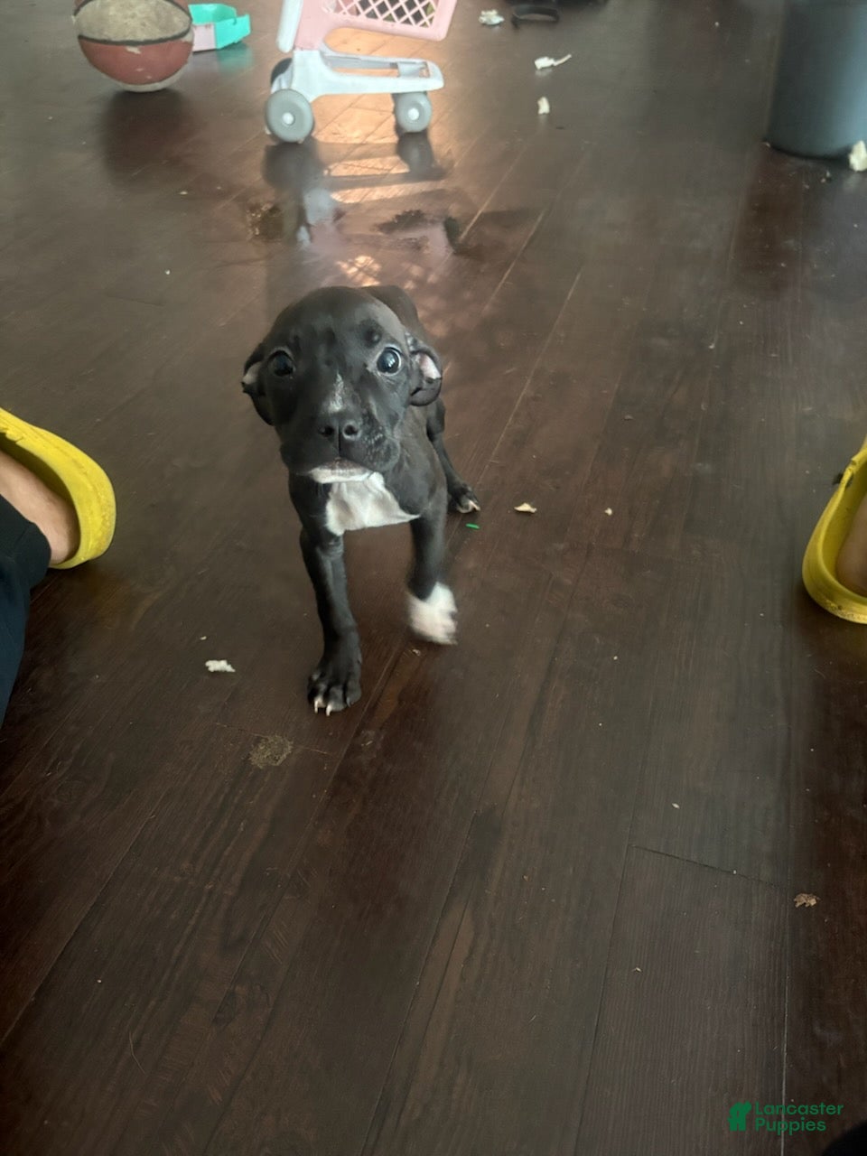 Mixed Breed dogs Girl 2 - Ad 1