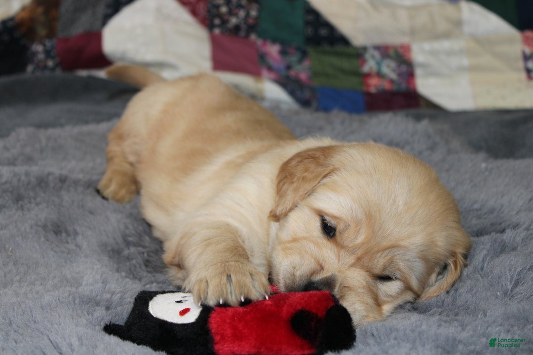 Golden Retriever dogs for sale: Finley - Ad 6