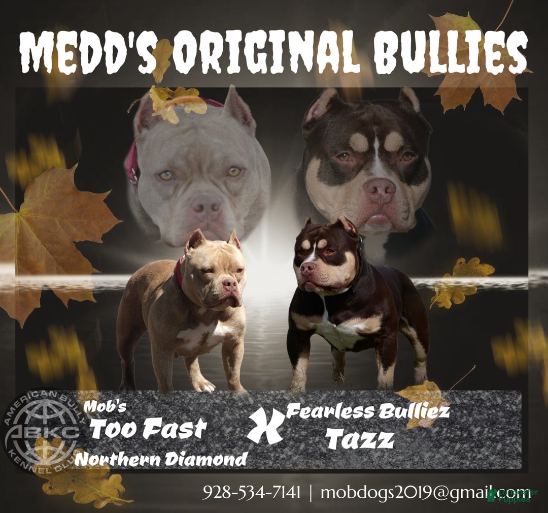 American Bully dogs for sale: Coal - Ad 5