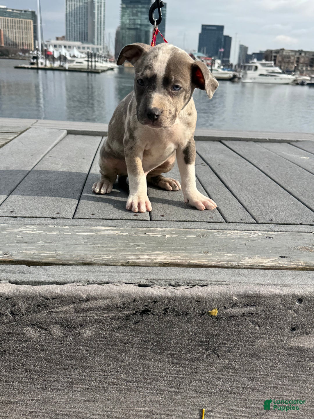 American Bully dogs for sale: Greyjoy  - Ad 3