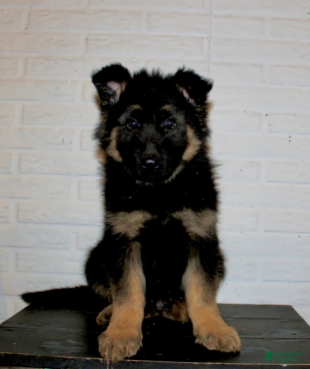 German Shepherd dogs for sale: Denali - Ad 1