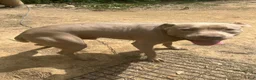 American Pit Bull Terrier dogs for sale: American Pit Bull Terrier 7 - Ad 3