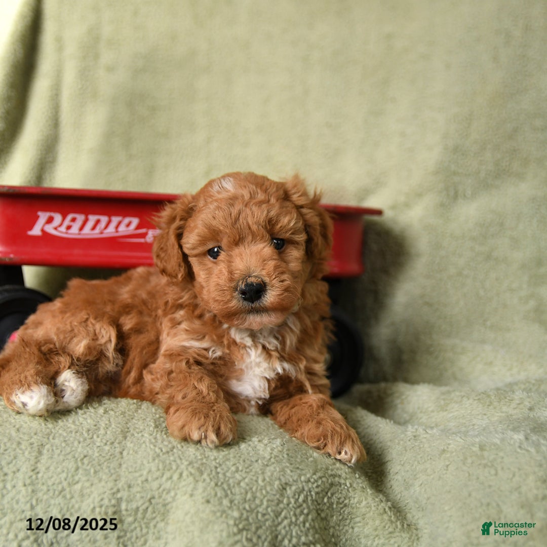 Havapoo dogs for sale: Lightning - Ad 3