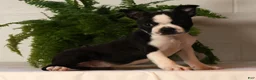 Boston Terrier dogs for sale: Rosie - Ad 3