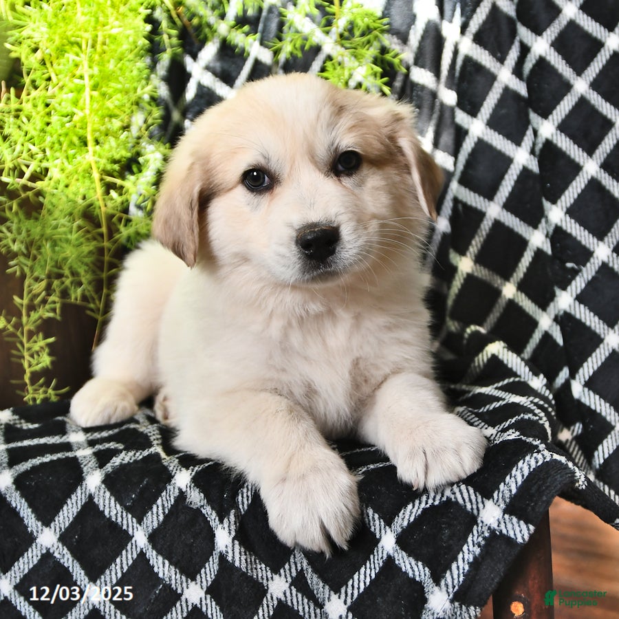 Great Pyrenees dogs Nicky - Ad 2