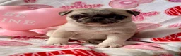 Pug dogs for sale: Sky - Ad 8