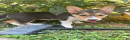 Welsh Corgi Pembroke dogs for sale: Jessica  - Ad 2
