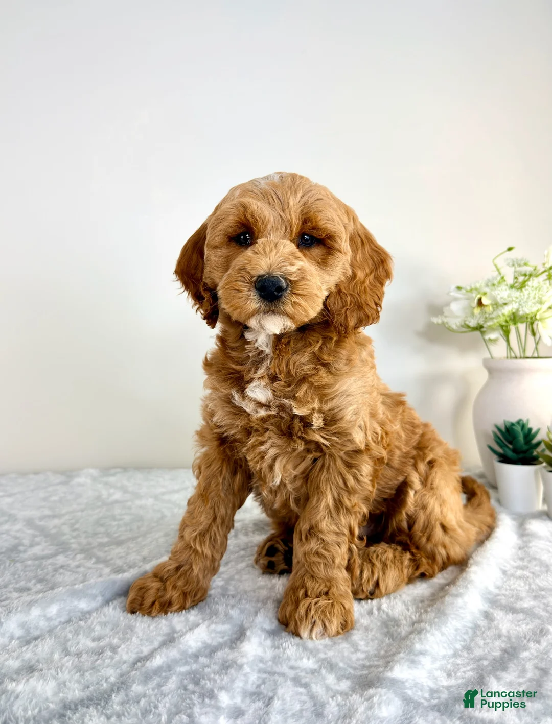 Mini Goldendoodle dogs for sale: Grayson  - Ad 1