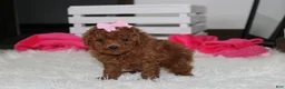 Miniature Poodle dogs for sale: Sasha  - Ad 5